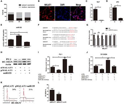 Corrigendum: The Long Noncoding RNA MALAT1 Induces Tolerogenic Dendritic Cells and Regulatory T Cells via miR155/Dendritic Cell-Specific Intercellular Adhesion Molecule-3 Grabbing Nonintegrin/IL10 Axis